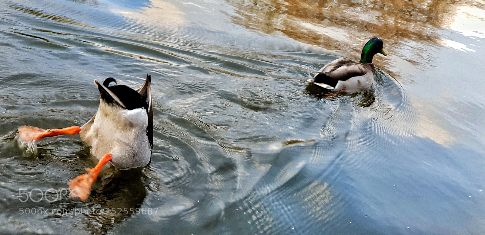 Samsung Galaxy S9+ sample photo. Dive in photography