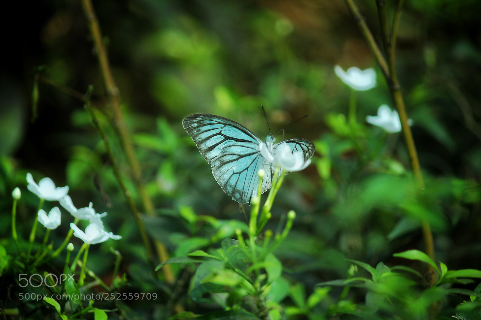 Canon EOS 1300D (EOS Rebel T6 / EOS Kiss X80) sample photo. Butterfly photography