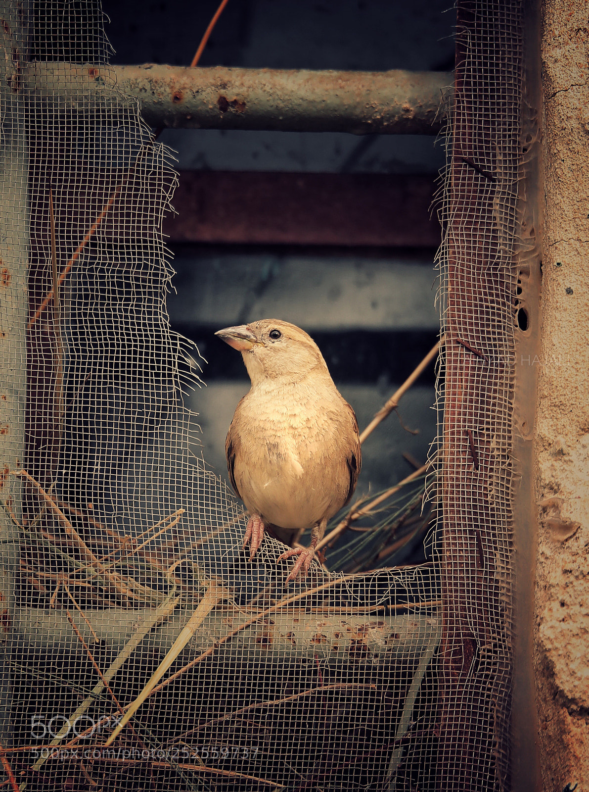 Canon EOS-1D X Mark II sample photo. Untitled photography