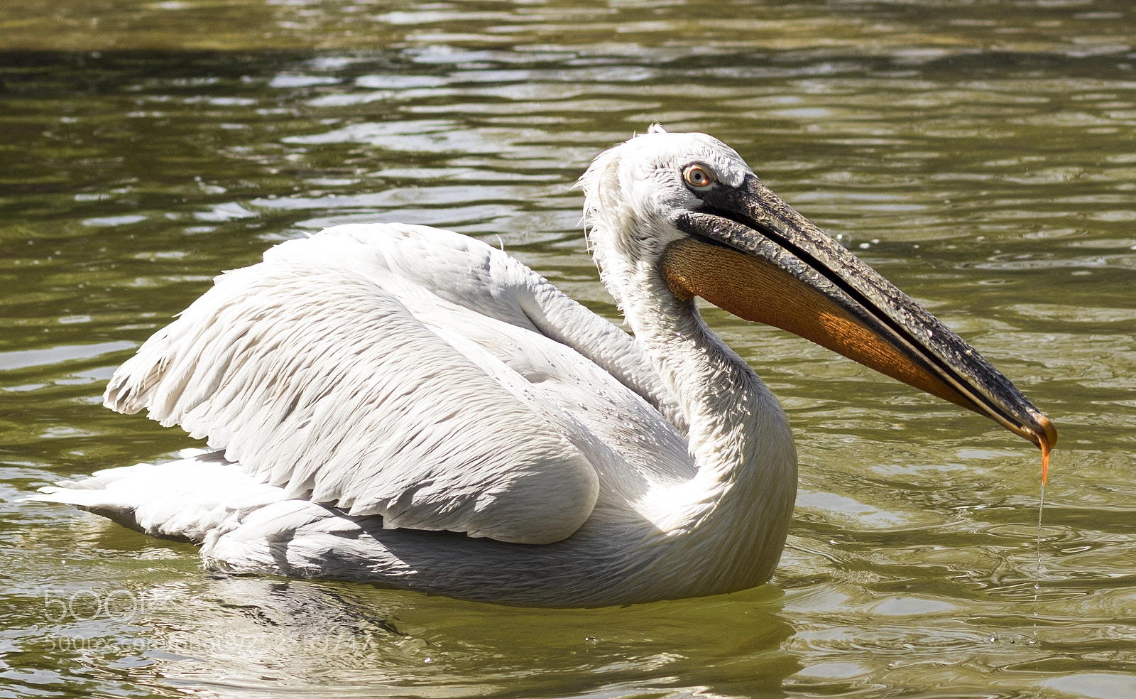Canon EOS 800D (EOS Rebel T7i / EOS Kiss X9i) sample photo. Pelican photography