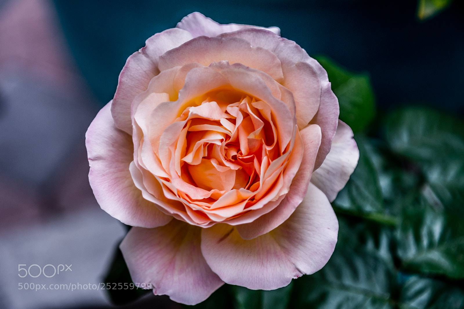 Nikon D7500 sample photo. Pink rose photography