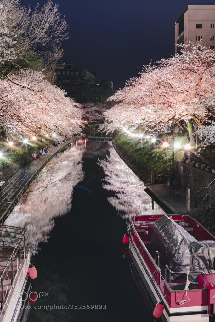Canon EOS 5D Mark IV sample photo. とやま松川べり photography