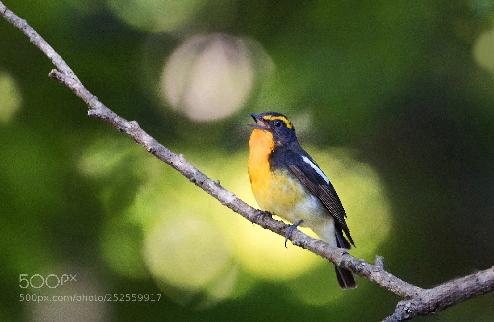 Nikon D500 sample photo. Ficedula narcissina photography