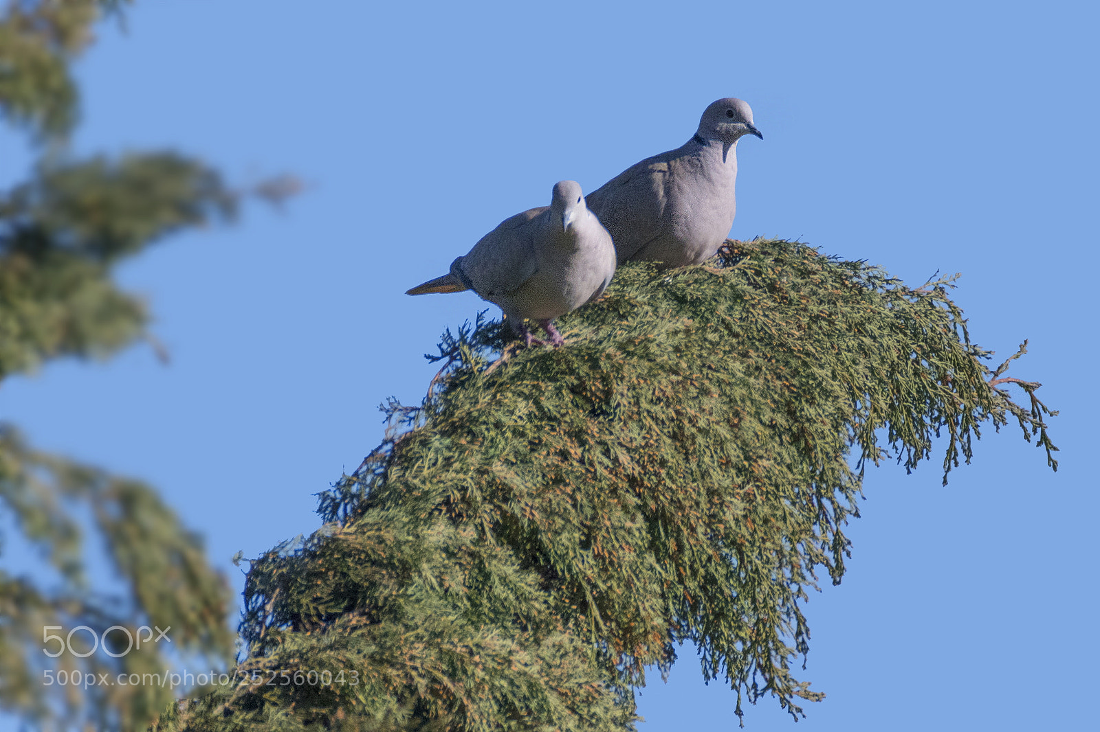 Nikon D500 sample photo. Collared doves photography