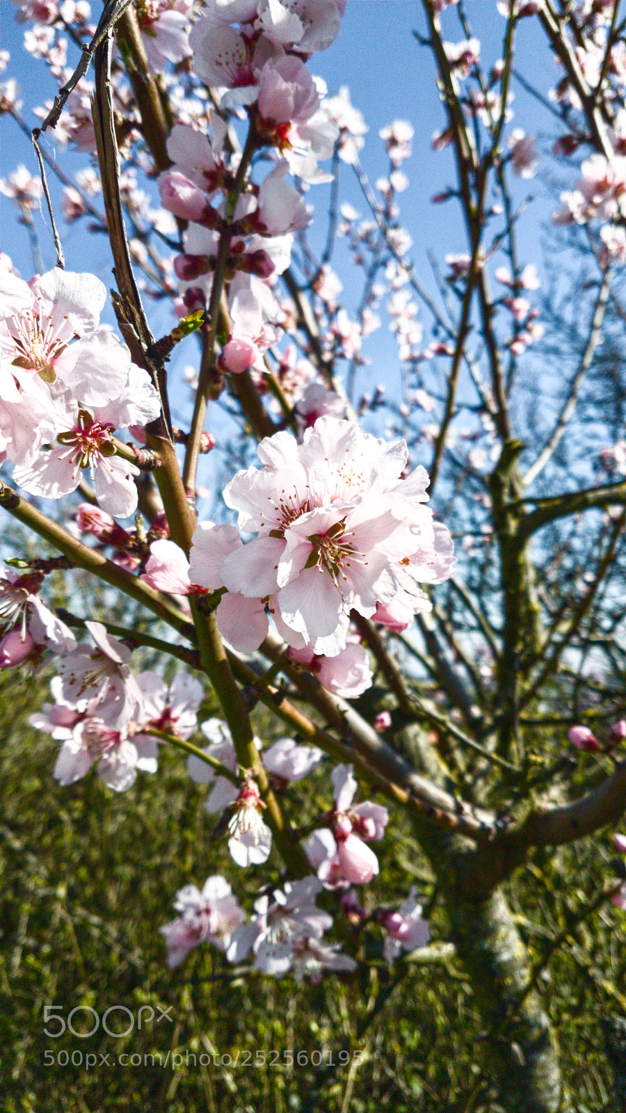 Samsung Galaxy S7 Edge sample photo. Frühling photography