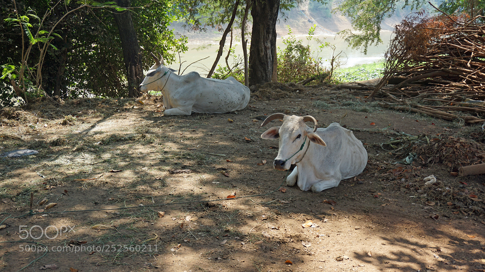 Sony a6000 sample photo. Araund battambang village photography