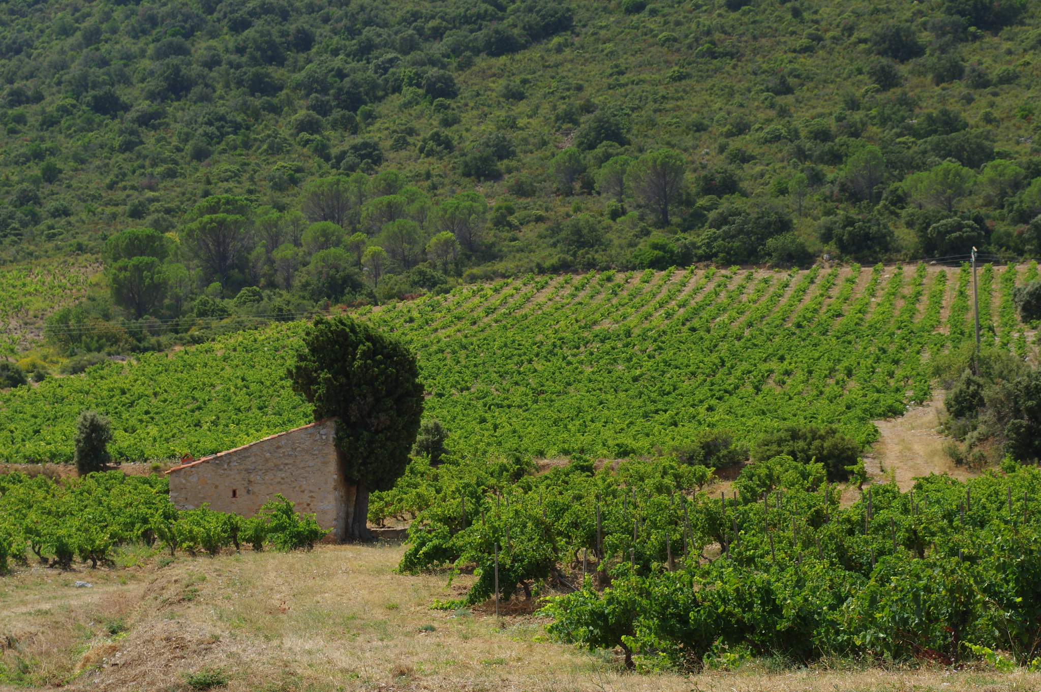 Pentax smc DA 18-270mm F3.5-6.3 ED SDM sample photo. Vigne à maury photography