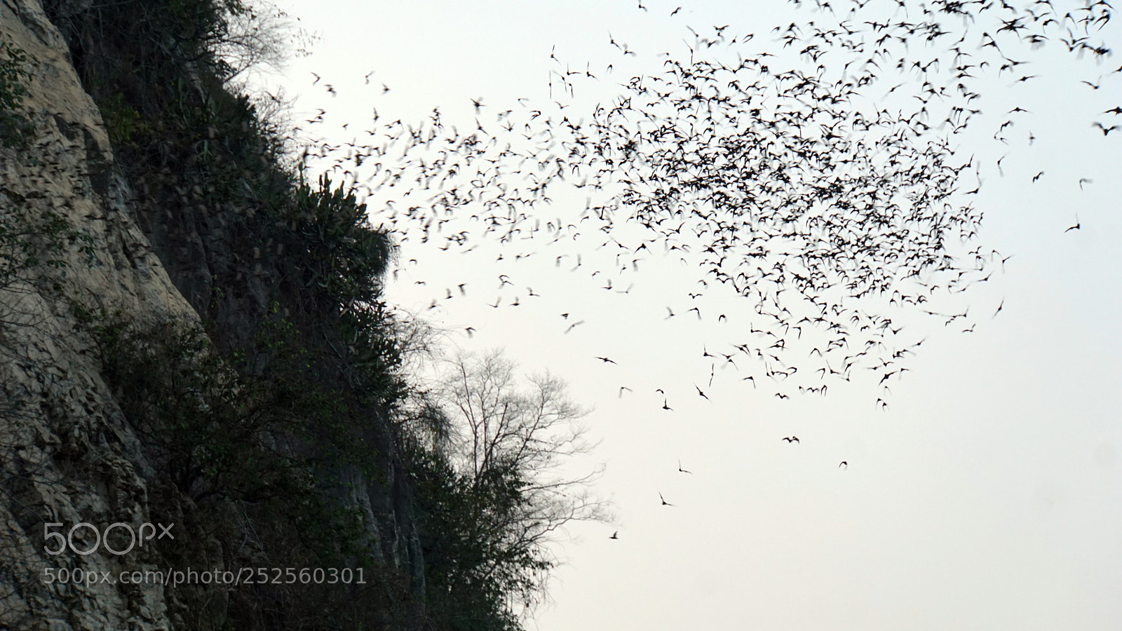 Sony a6000 sample photo. Bats flying out of photography