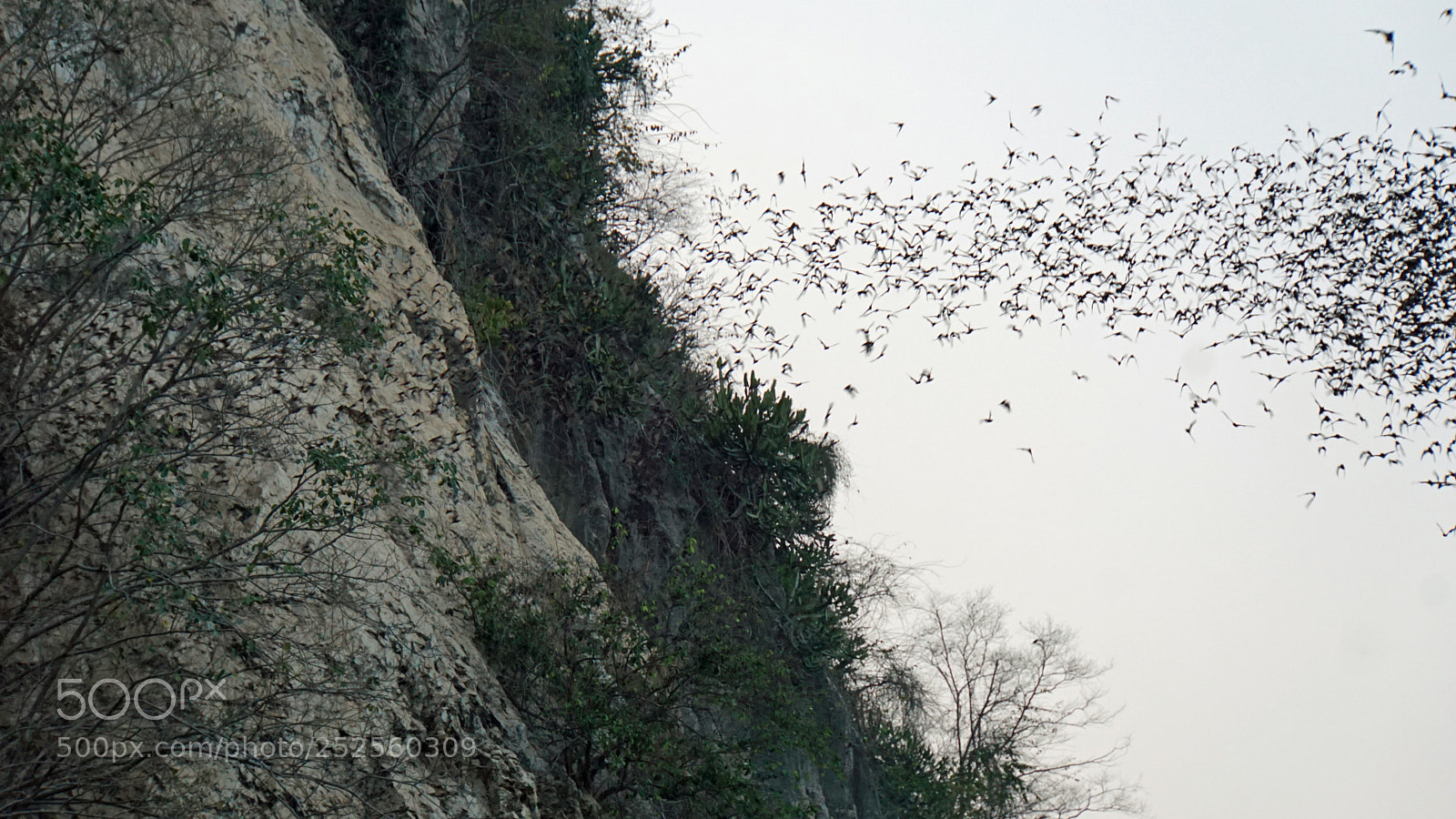 Sony a6000 sample photo. Bats flying out of photography