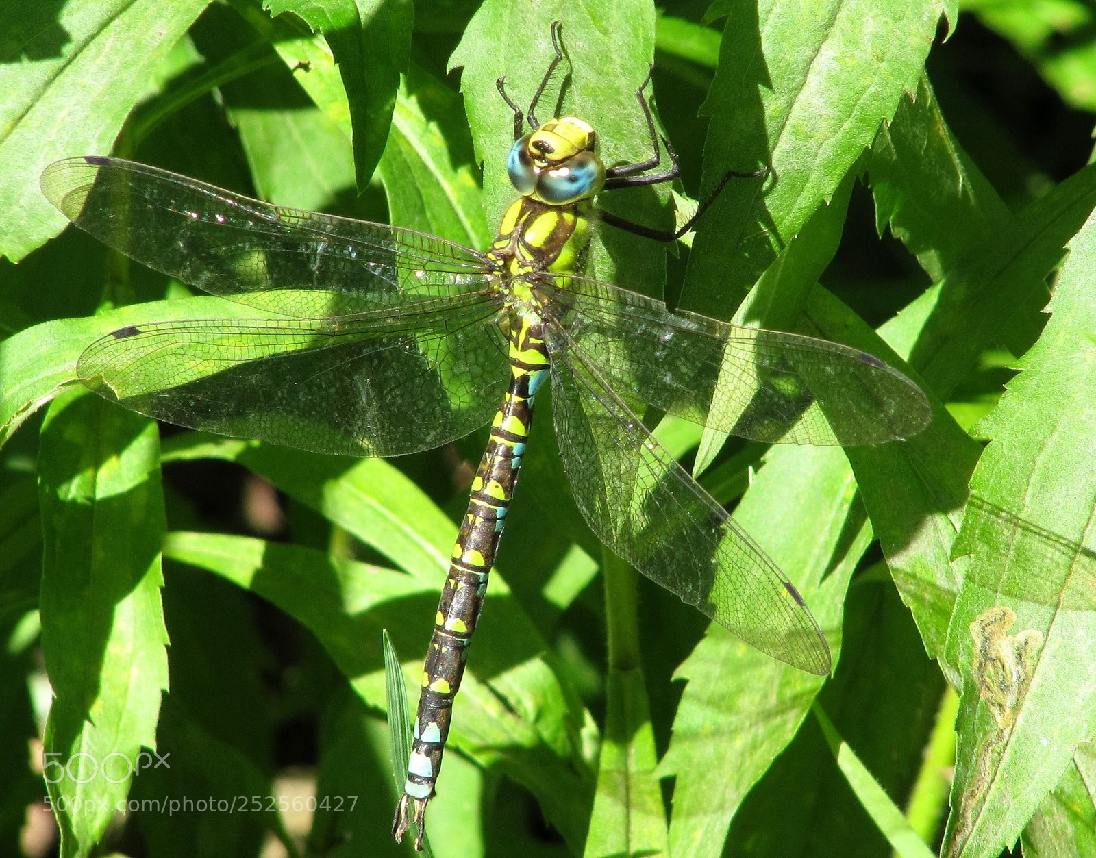 Canon PowerShot SX200 IS sample photo. Cut photography