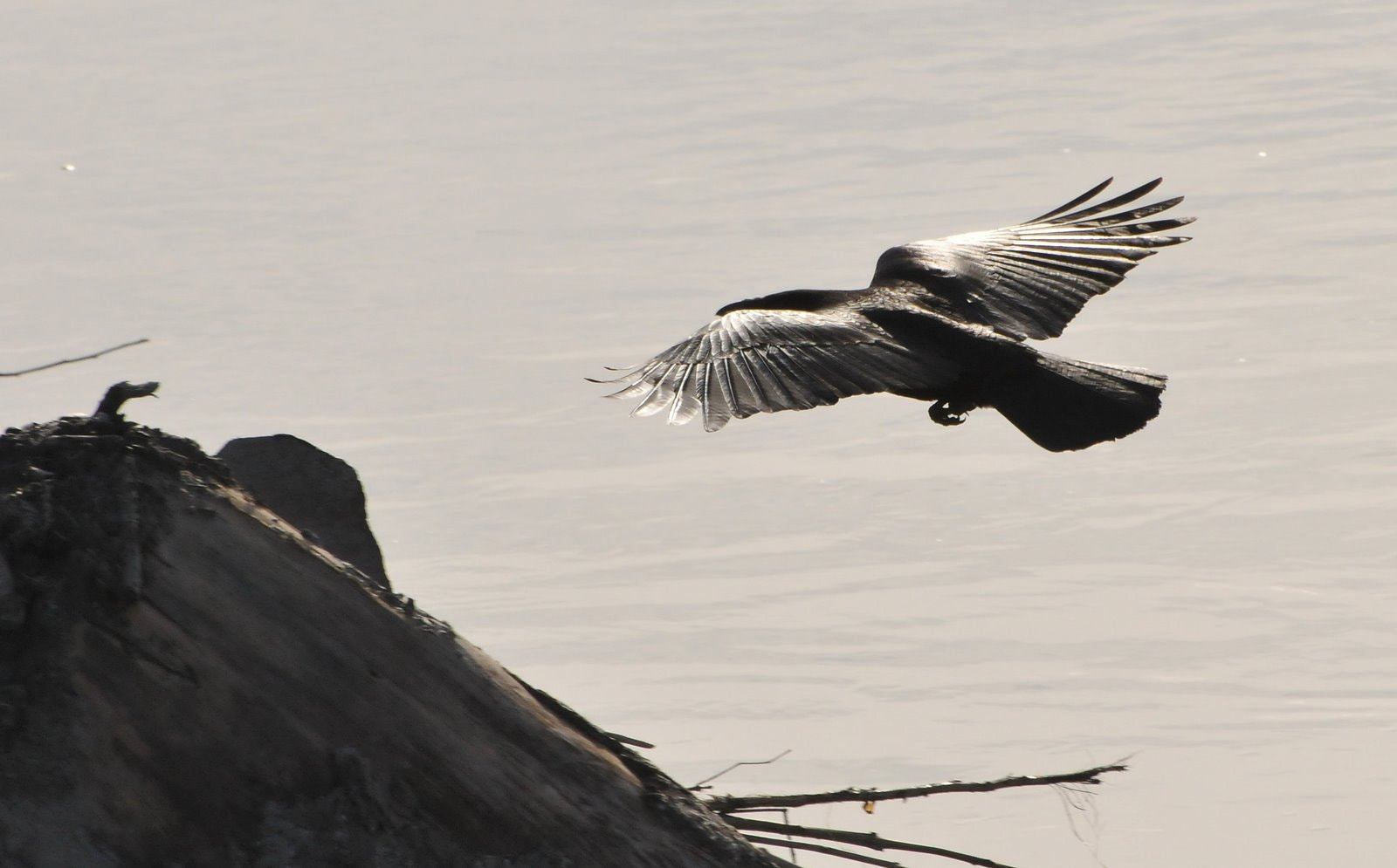 Nikon D300 sample photo. Raven photography