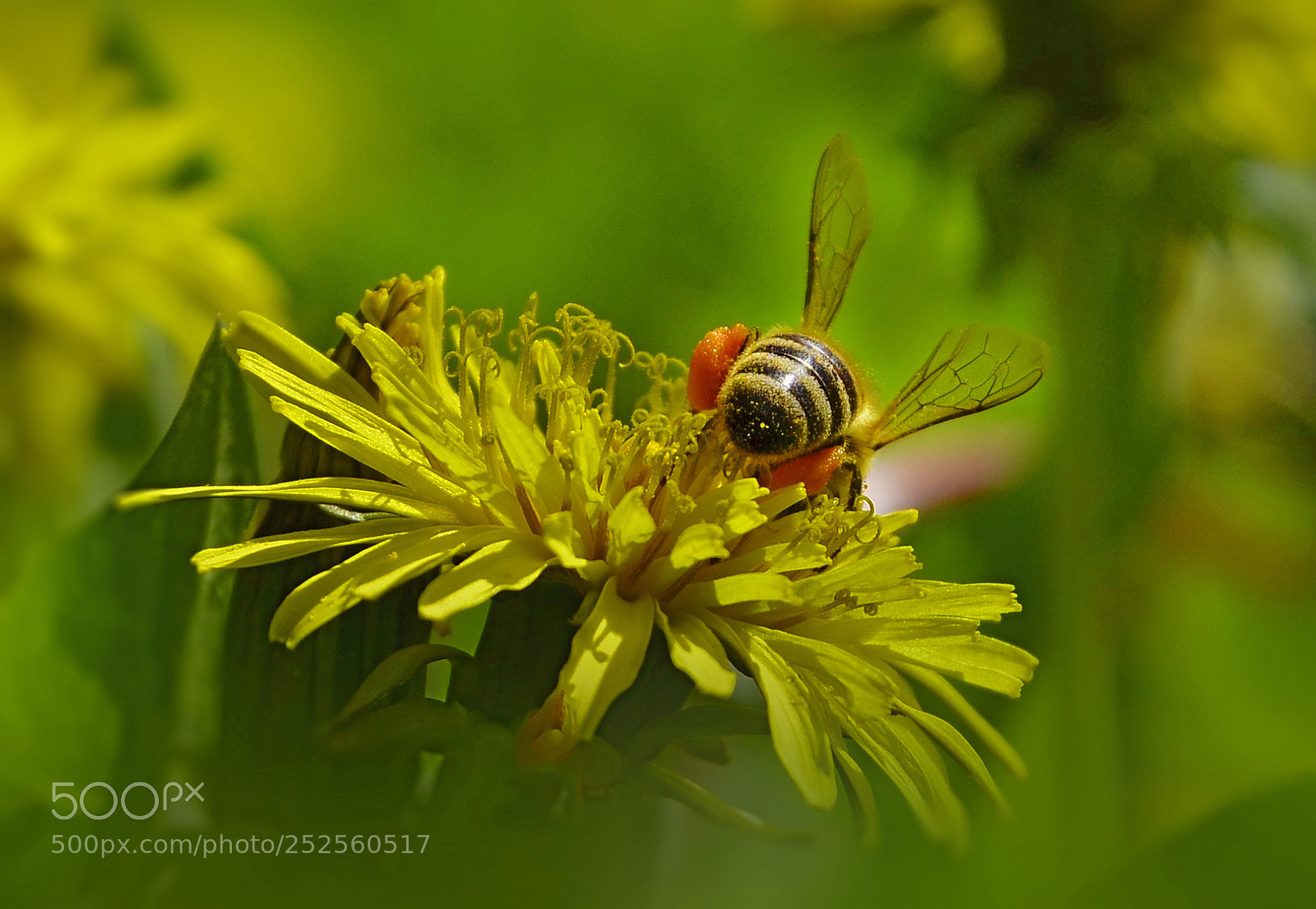 Nikon D7000 sample photo. Honey bee working photography