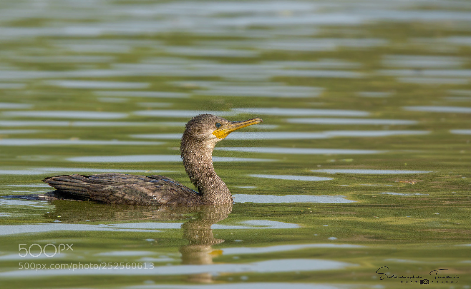 Canon EOS 70D sample photo. Little cormorant... photography