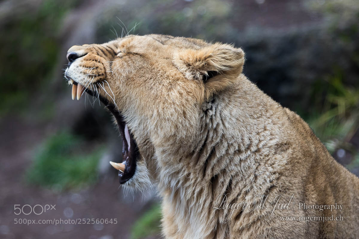 Canon EOS 7D Mark II sample photo. Yawning lioness photography