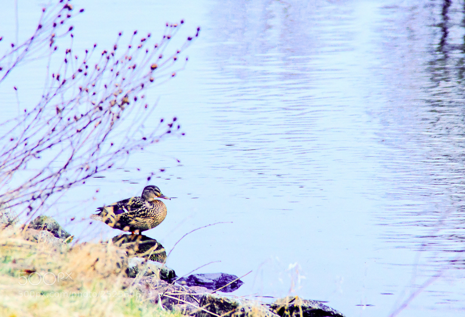 Nikon D3200 sample photo. Alone photography