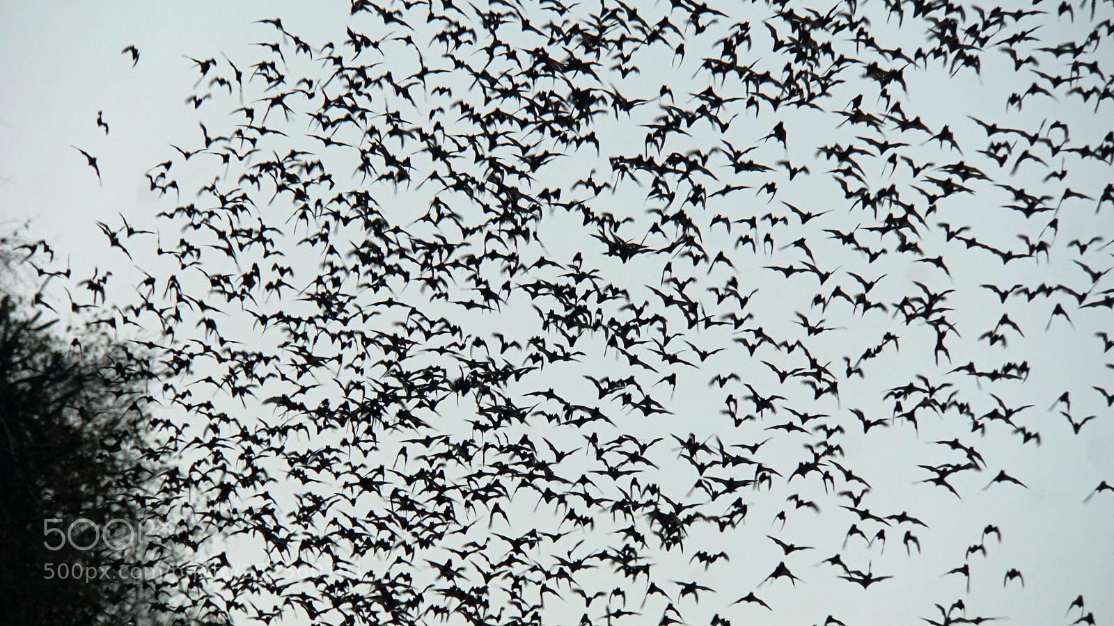 Sony a6000 sample photo. Bats flying out of photography