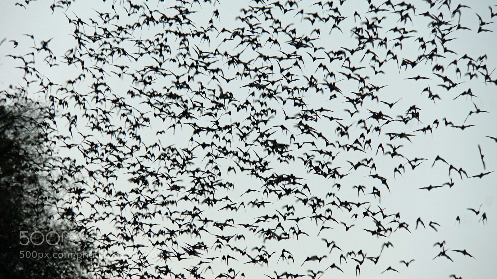 Sony a6000 sample photo. Bats flying out of photography