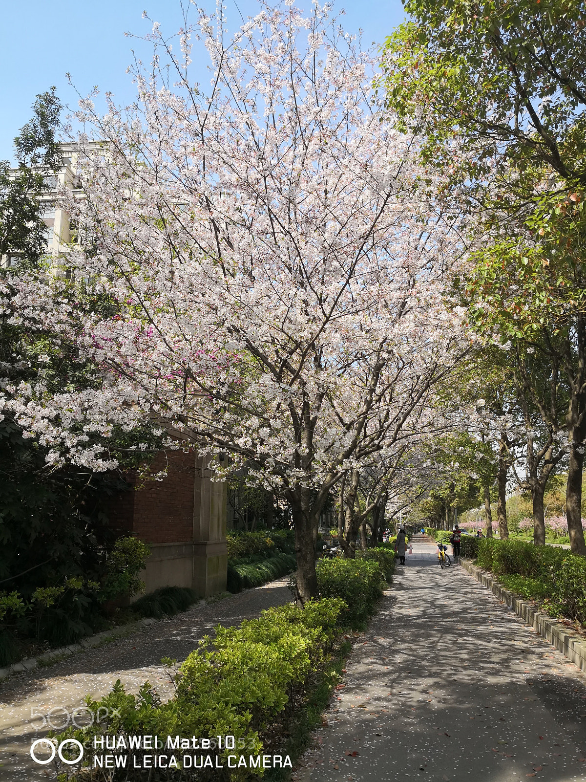 HUAWEI Mate 10 sample photo. Sakura photography