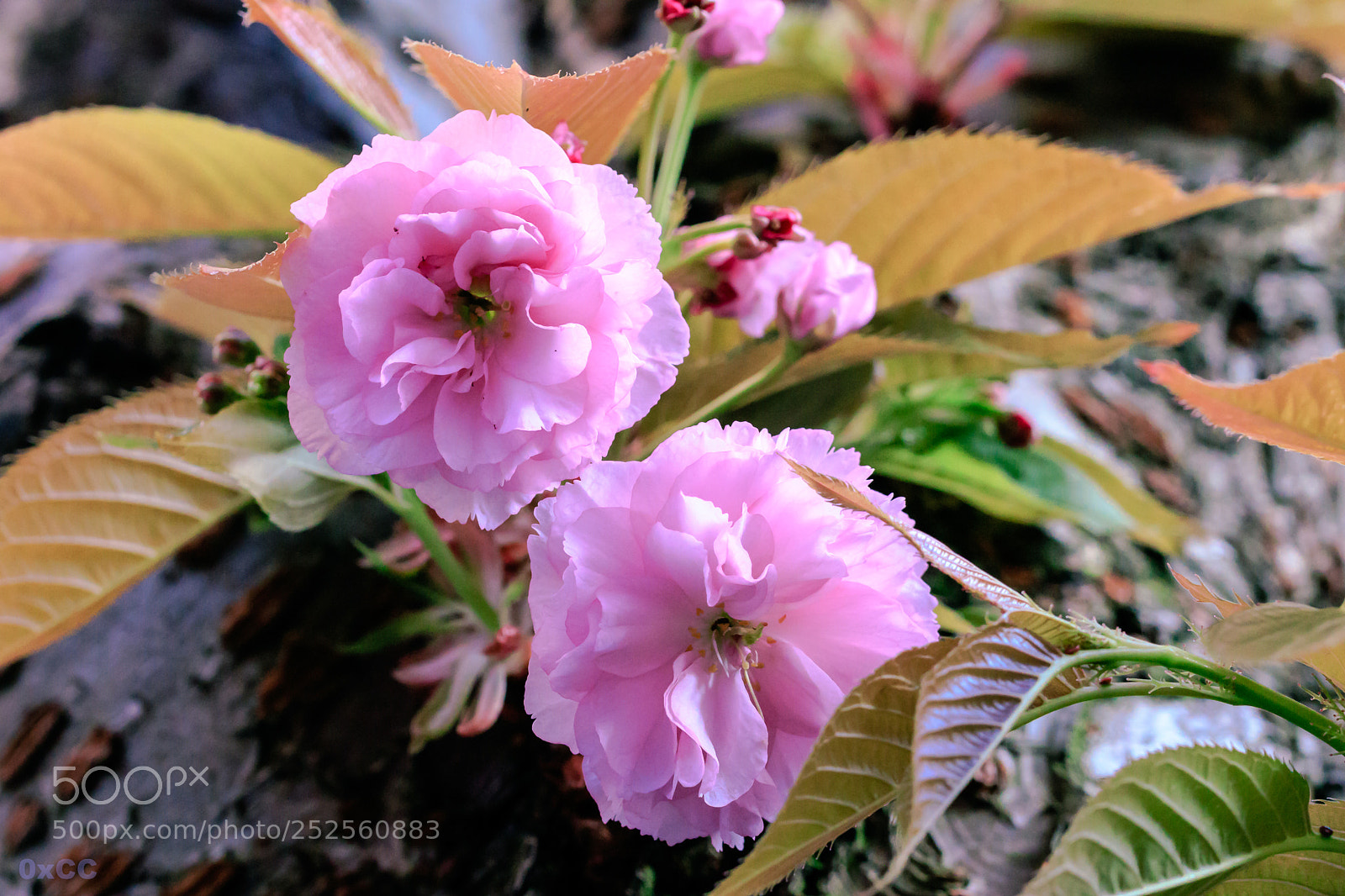 Canon EOS 7D Mark II sample photo. Cherry blossom photography