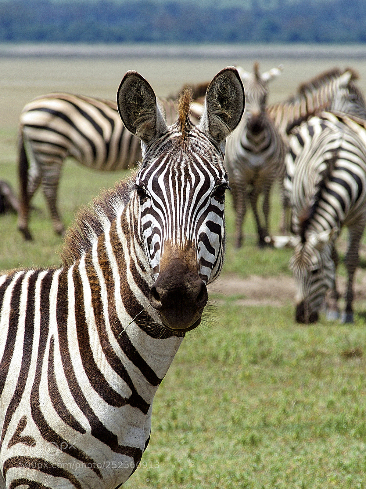 Olympus OM-D E-M10 II sample photo. Zebra portrait photography