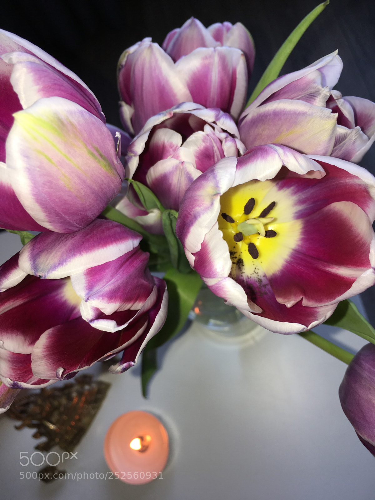 Apple iPhone SE sample photo. The tulip
 photography