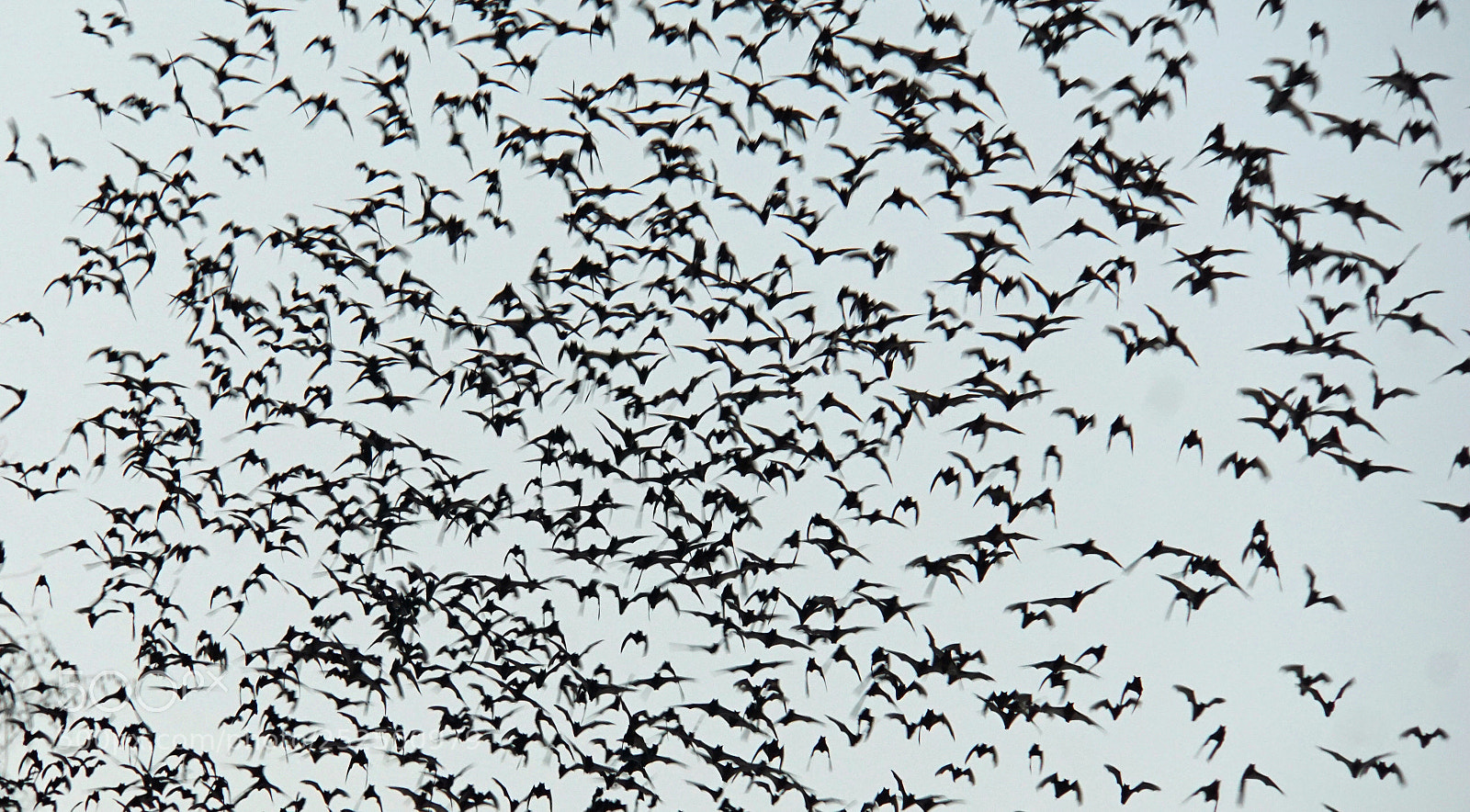 Sony a6000 sample photo. Bats flying out of photography