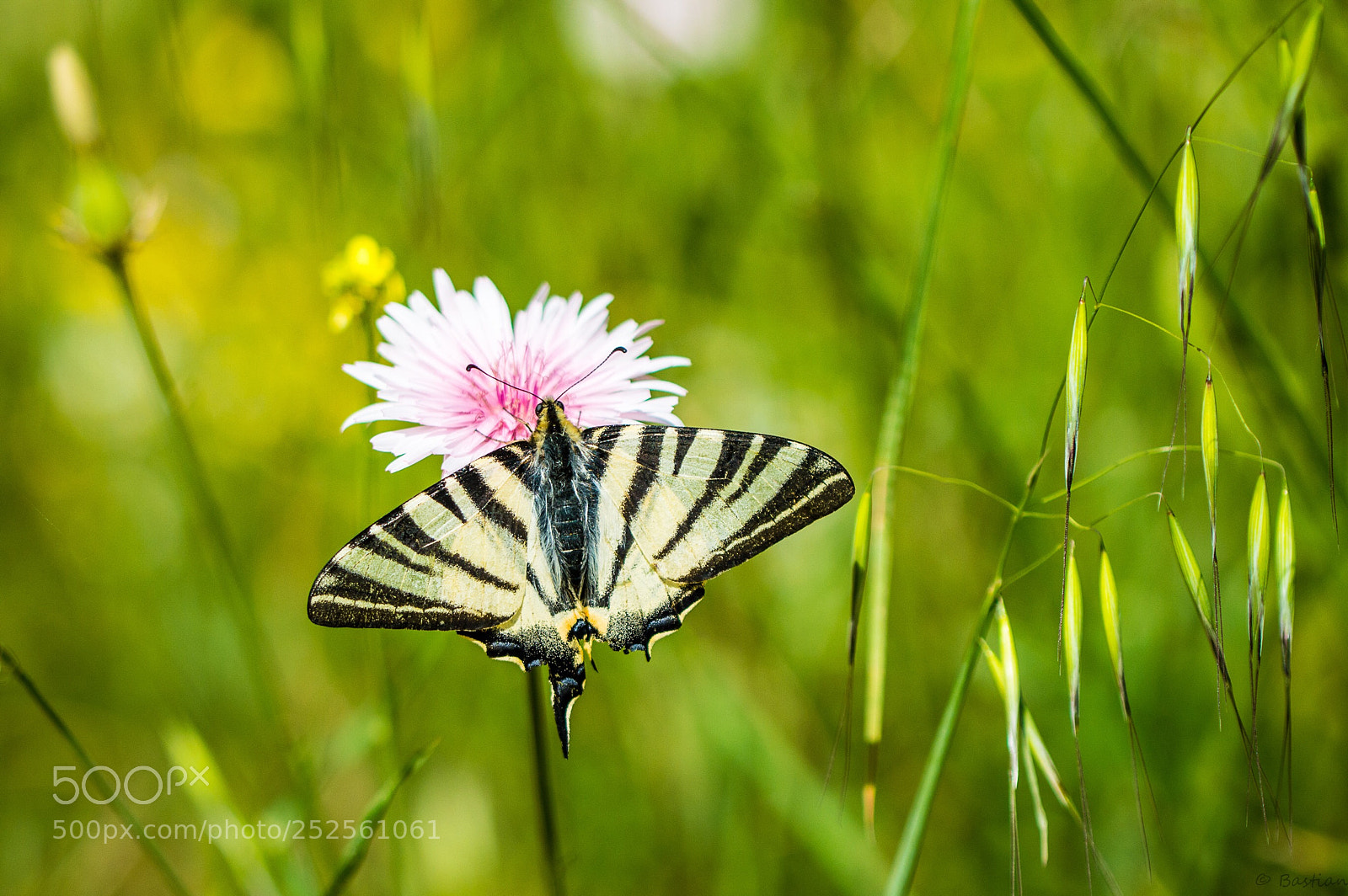 Nikon D3200 sample photo. Broken wing photography