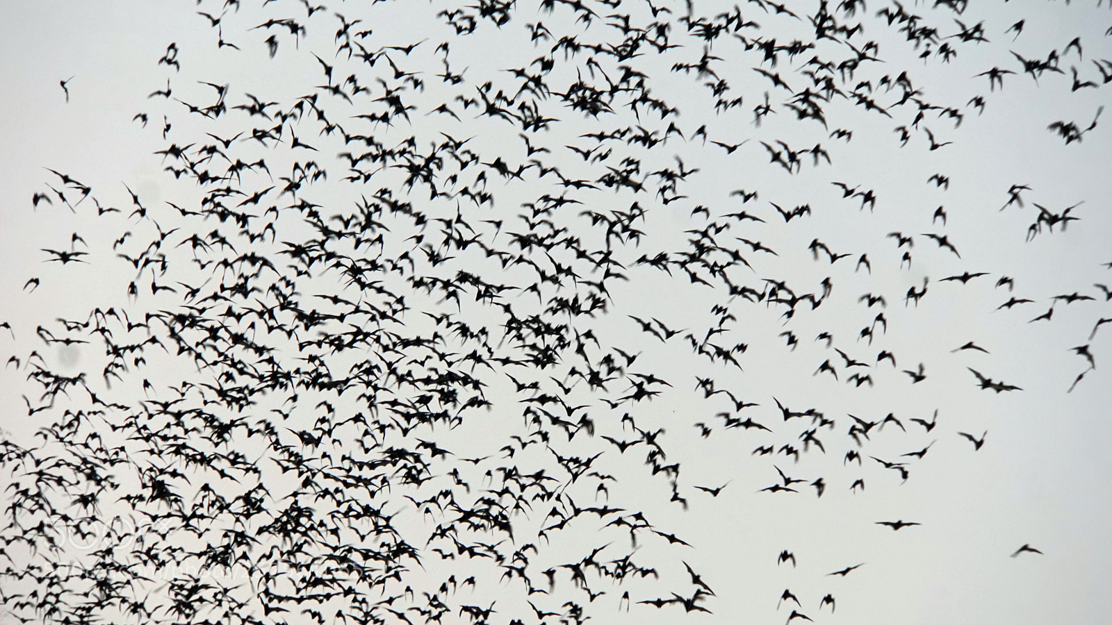Sony a6000 sample photo. Bats flying out of photography