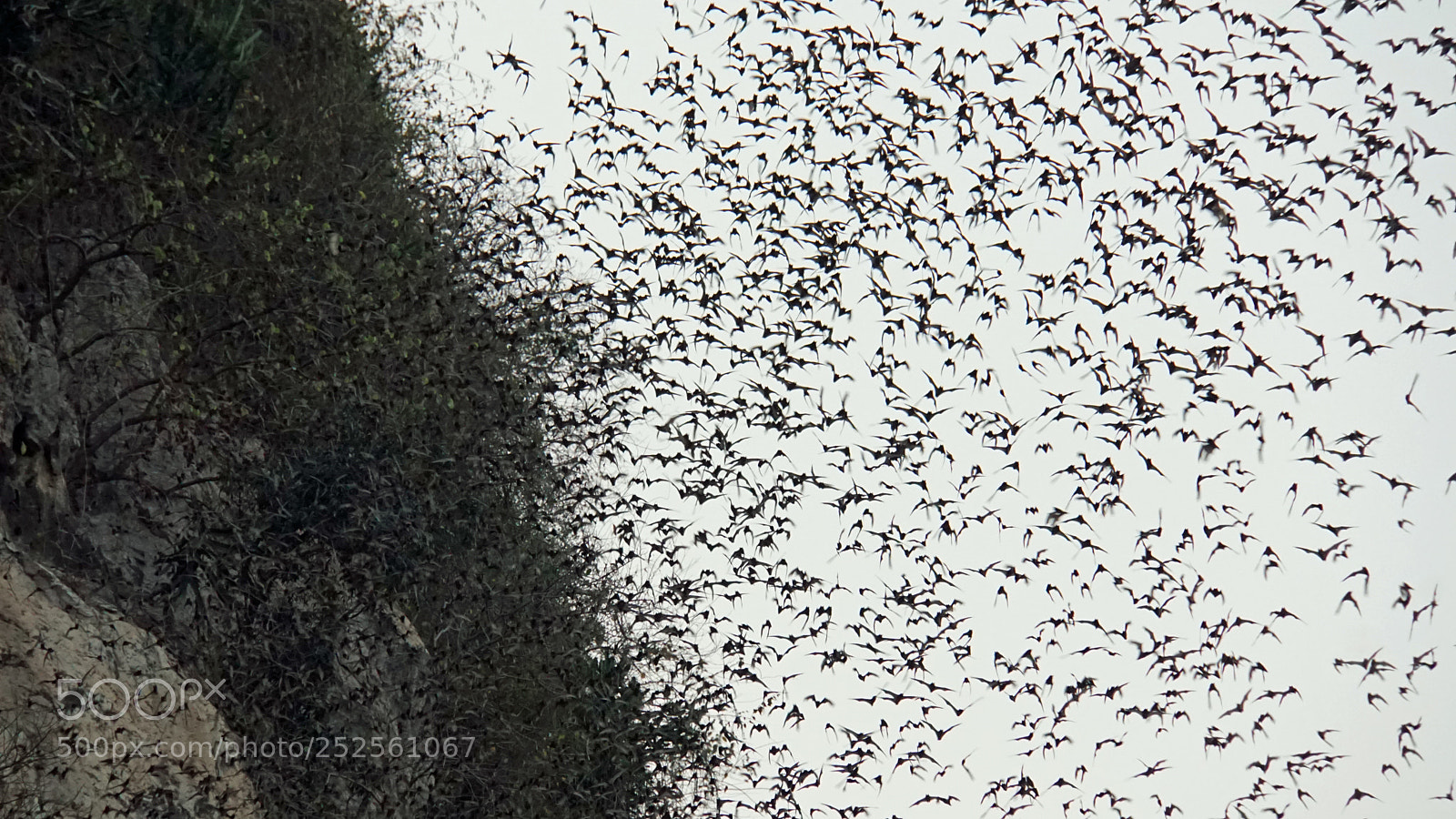 Sony a6000 sample photo. Bats flying out of photography
