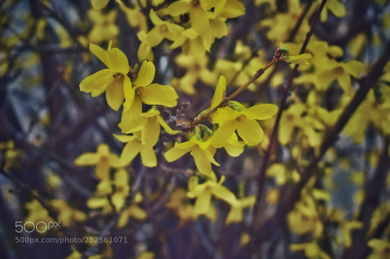 Nikon D3300 sample photo. Forsythia photography