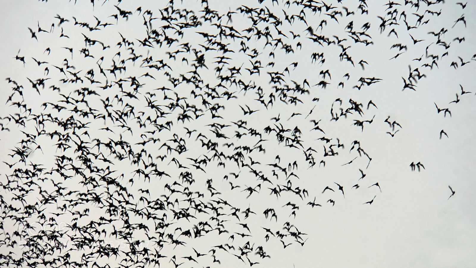 Sony a6000 sample photo. Bats flying out of photography