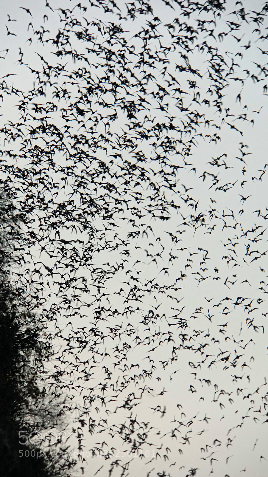 Sony a6000 sample photo. Bats flying out of photography