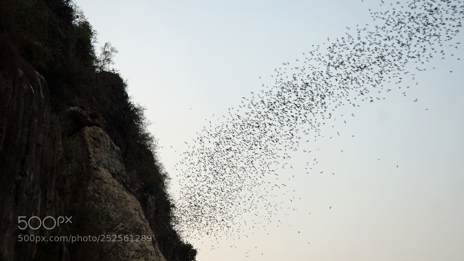 Sony a6000 sample photo. Bats flying out of photography