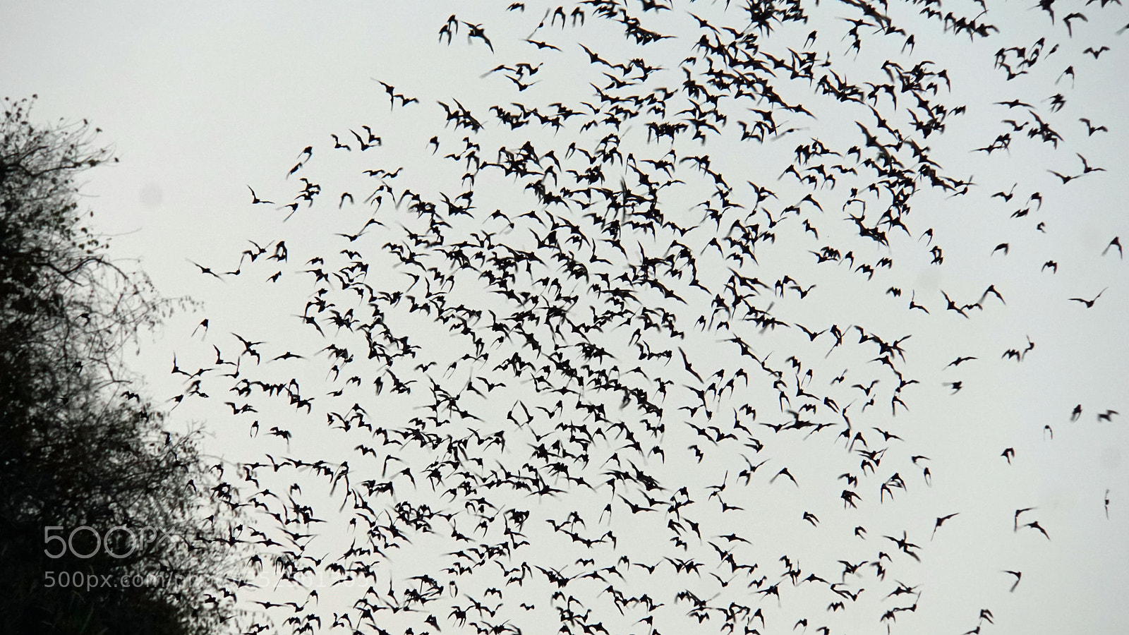 Sony a6000 sample photo. Bats flying out of photography