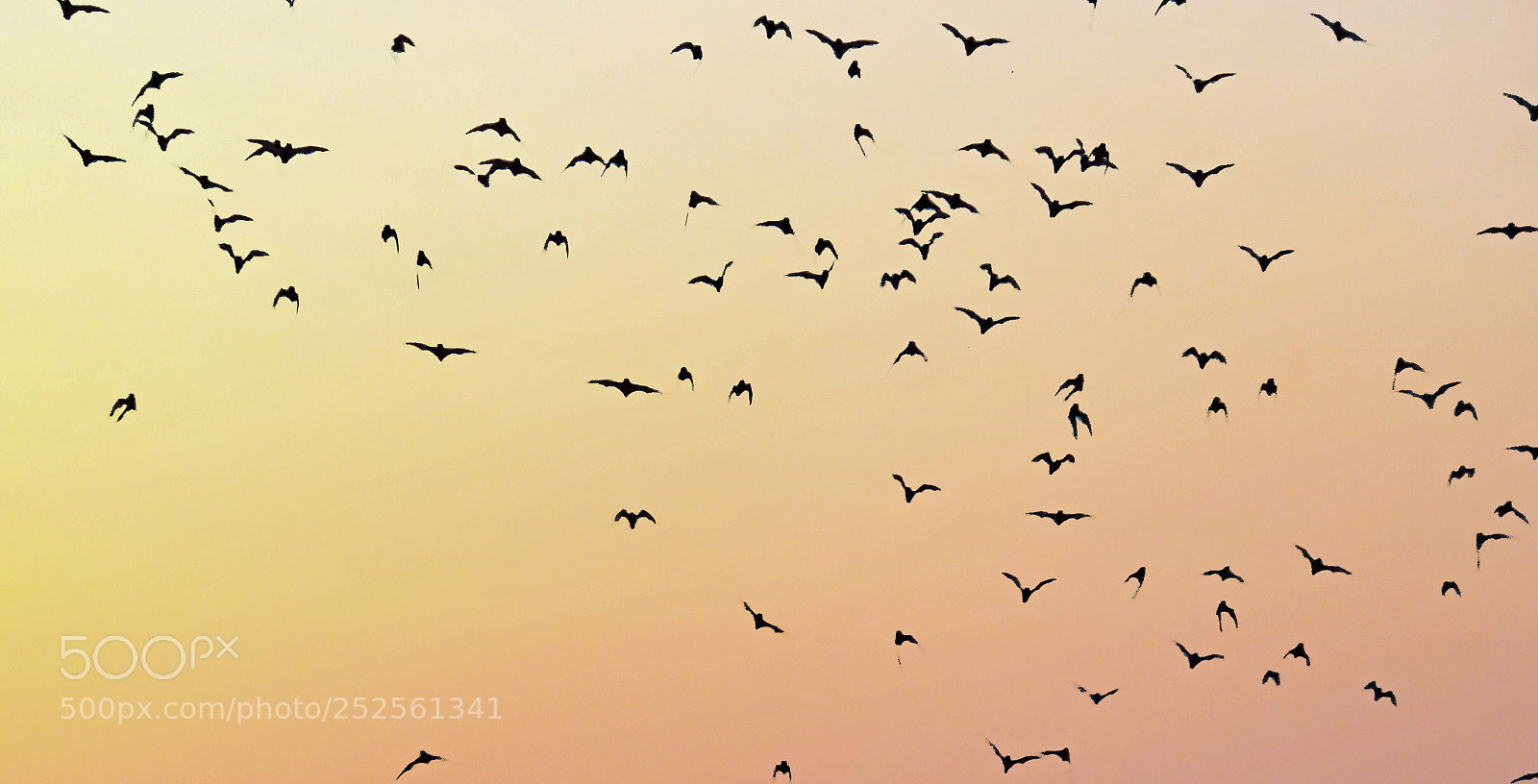 Sony a6000 sample photo. Bats flying out of photography