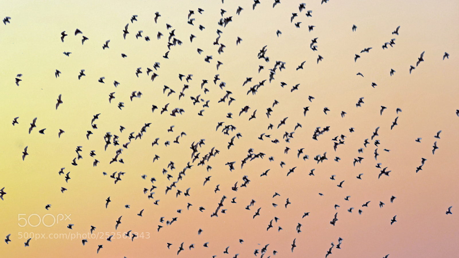 Sony a6000 sample photo. Bats flying out of photography