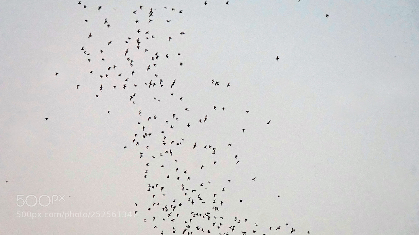 Sony a6000 sample photo. Bats flying out of photography