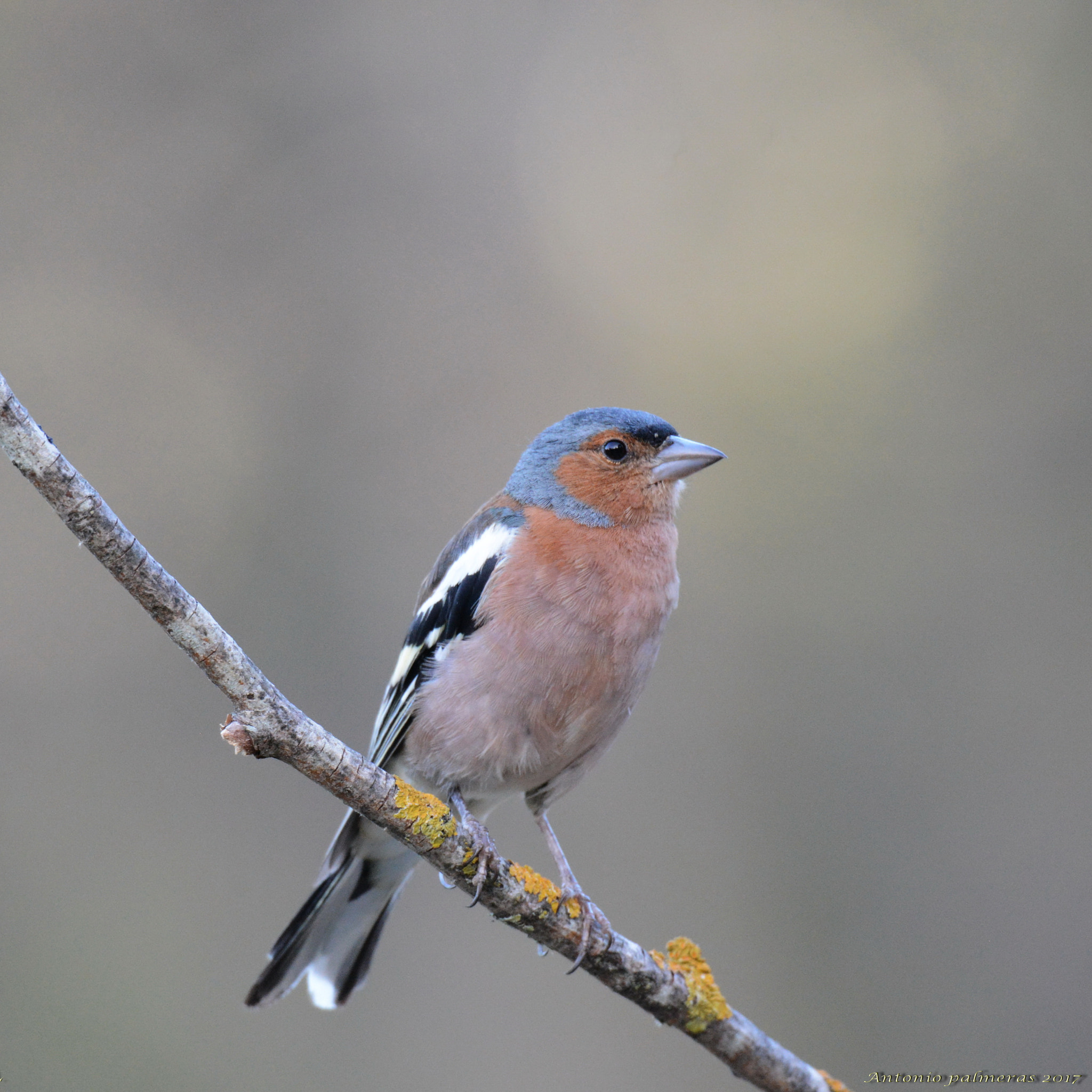 Nikon D7100 + Sigma 150-600mm F5-6.3 DG OS HSM | S sample photo. Pinzón ( macho ) photography