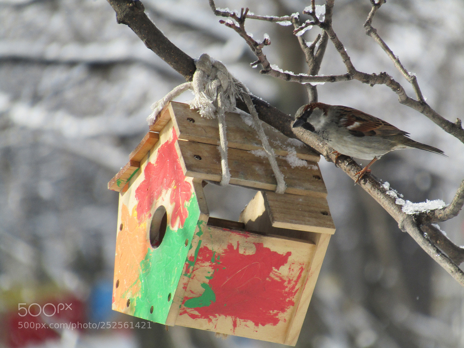 Canon PowerShot SX410 IS sample photo. Sparrow looking for home photography