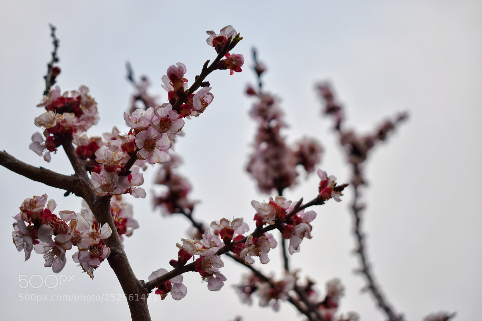 Nikon D3300 sample photo. Prunus persica photography
