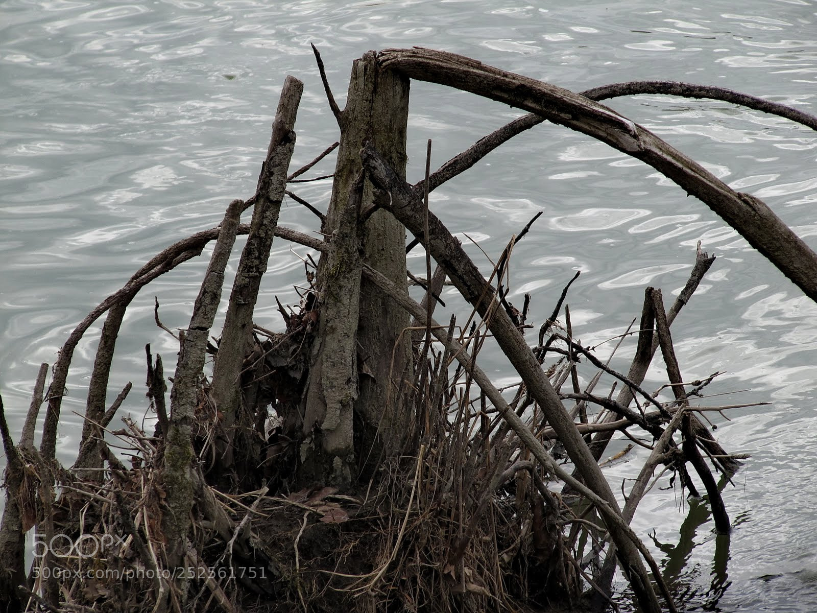 Canon PowerShot SX200 IS sample photo. Ls photography