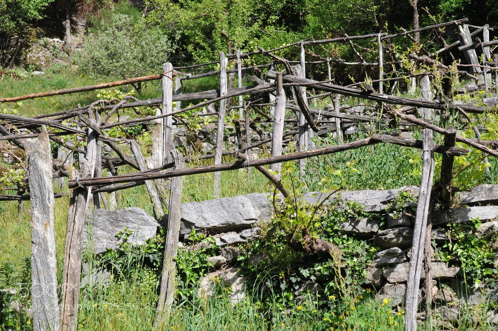Nikon D300 sample photo. L photography