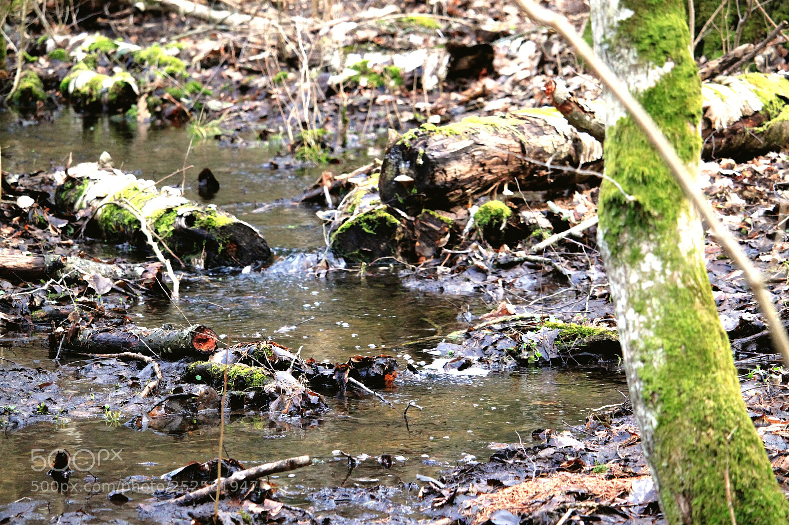 Canon EOS 500D (EOS Rebel T1i / EOS Kiss X3) sample photo. Forest photography