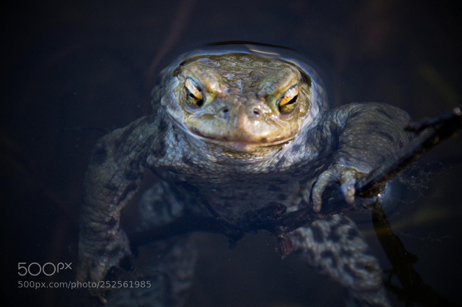 Canon EOS 100D (EOS Rebel SL1 / EOS Kiss X7) sample photo. Frog photography