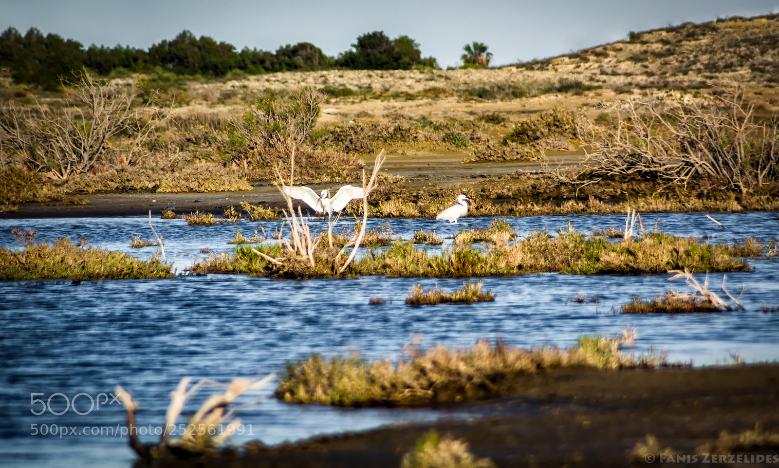 Nikon D5200 sample photo. Little egret photography