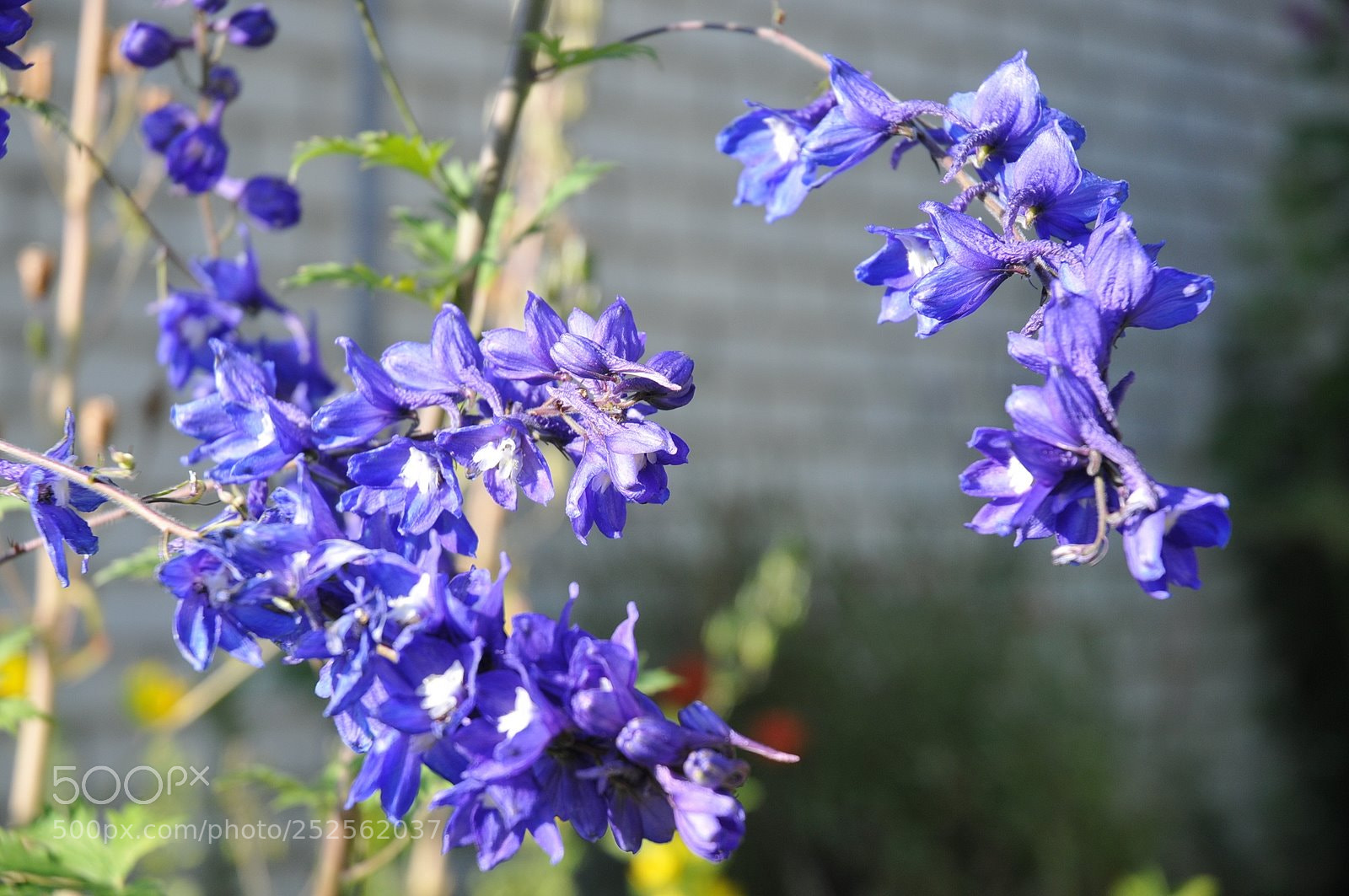 Nikon D300 sample photo. %s photography