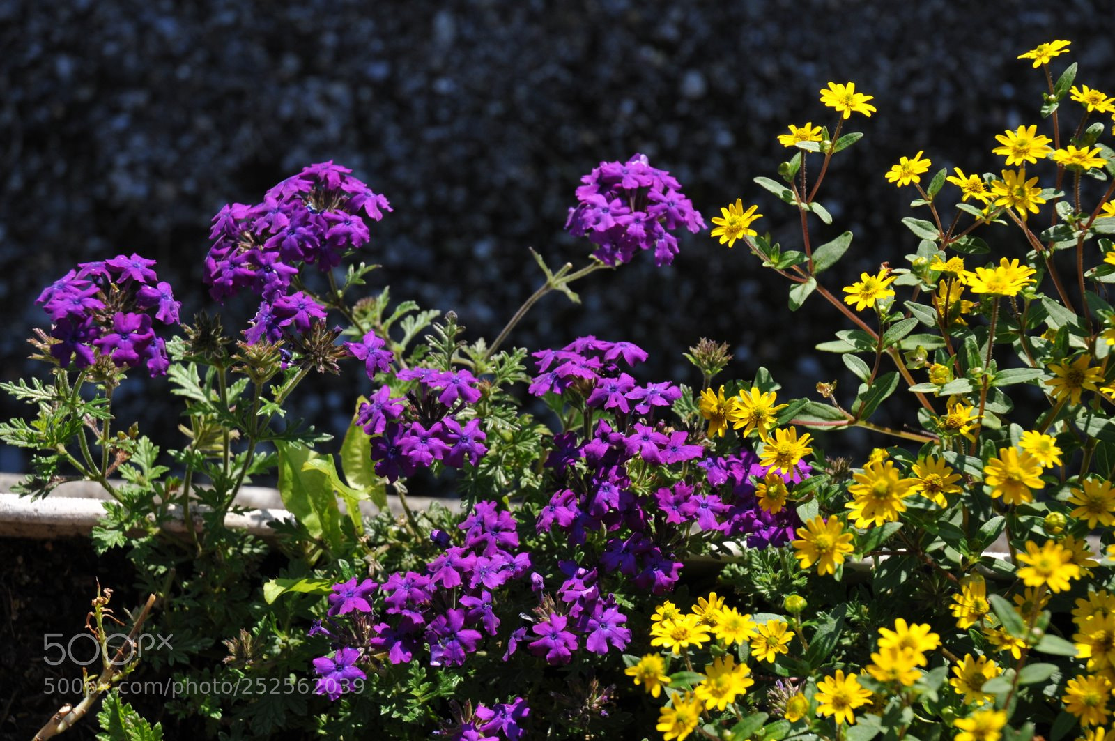 Nikon D300 sample photo. % photography
