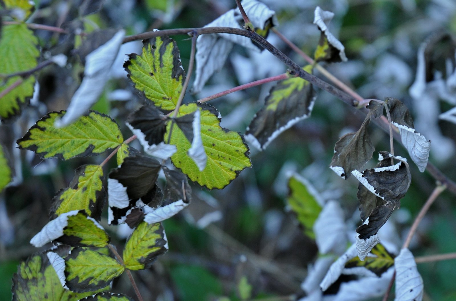 Nikon D300 sample photo. Autumn leaves photography