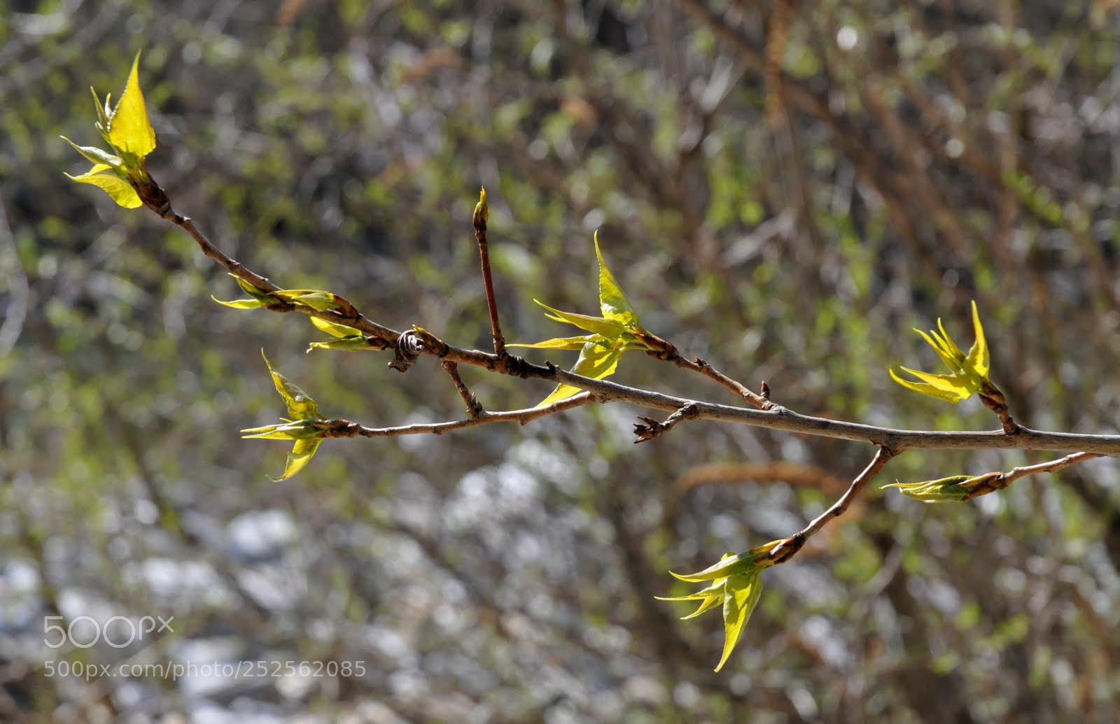 Nikon D300 sample photo. Cutl photography