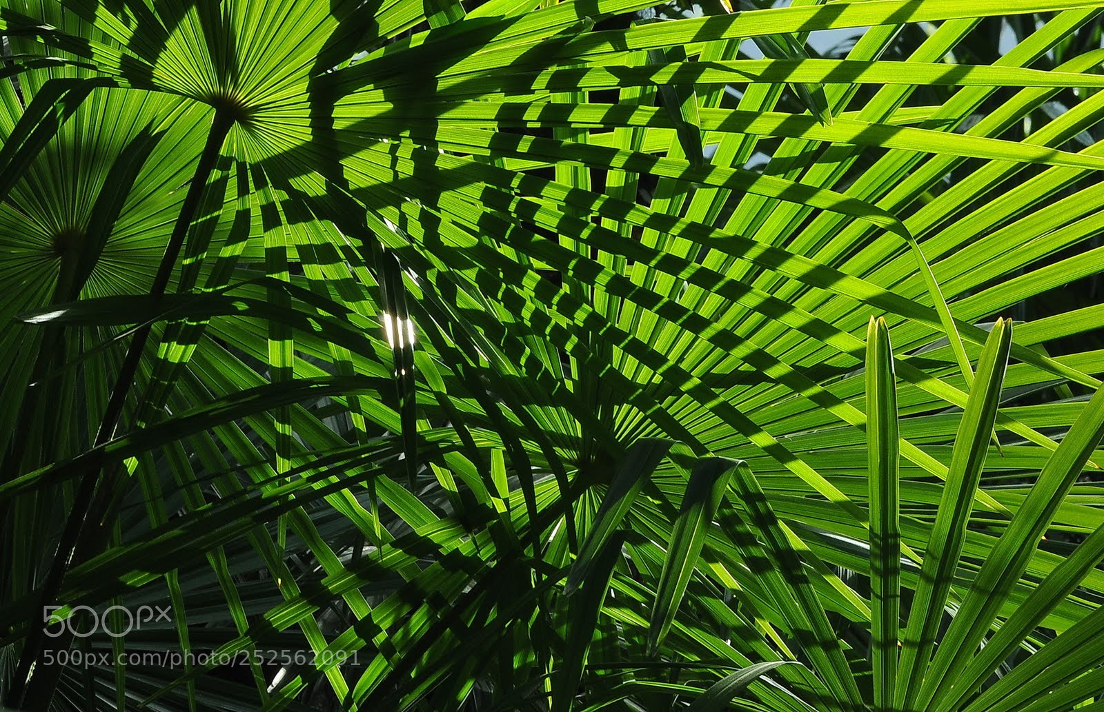 Nikon D300 sample photo. Cuts photography